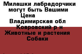 Милашки лабрадорчики  могут быть Вашими › Цена ­ 15 000 - Владимирская обл., Ковровский р-н Животные и растения » Собаки   